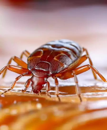 مكافحة بق الفراش الرميثيه