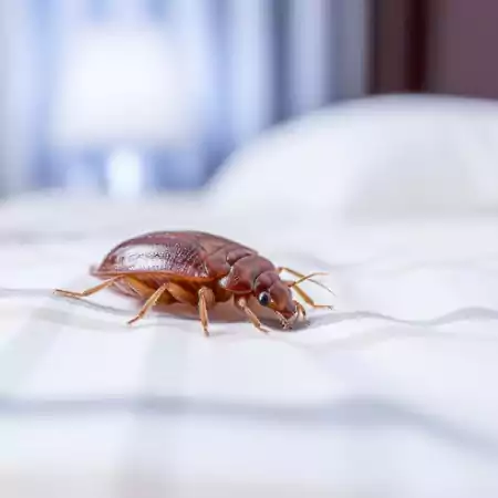 مكافحه بق الفراش الاحمدى