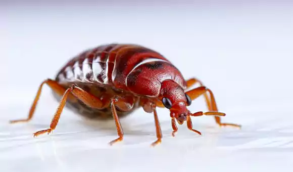 مكافحه بق الفراش حولي