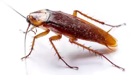 اباده صراصير