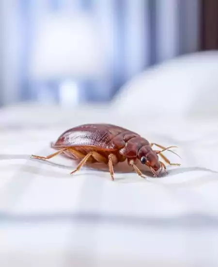 مكافحة بق الفراش سلوى