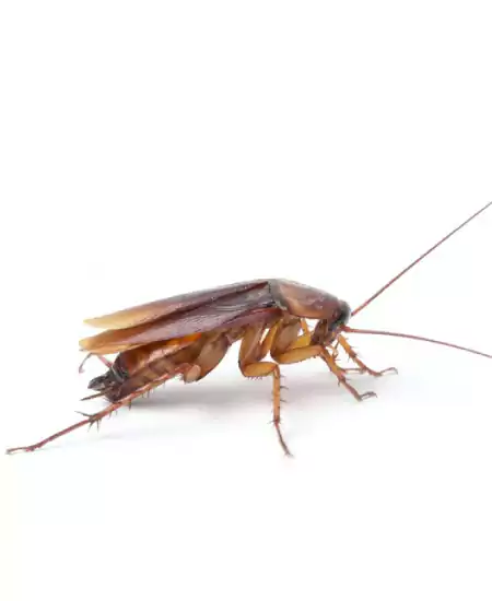 مكافحه صراصير الجهرا