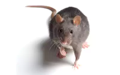 مكافحة القوارض في الزهراء