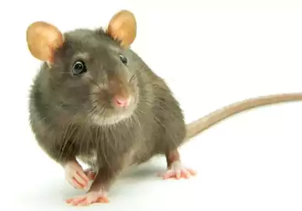مكافحة القوارض في البدع