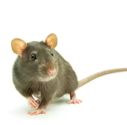 مكافحة القوارض في سلوى