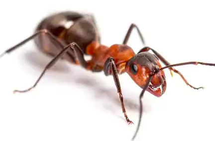 شركه مكافحه نمل الرميثية