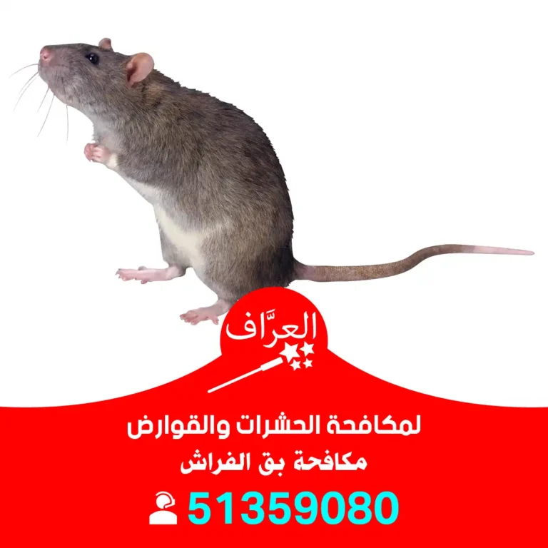 مكافحة قوارض حولي