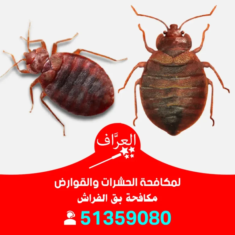 مكافحة بق العاصمة