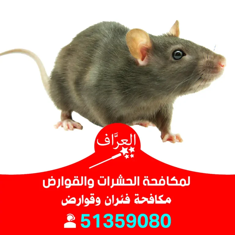 مكافحة فئران مبارك الكبير