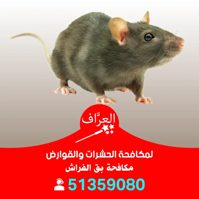 مكافحة فئران الجهراء