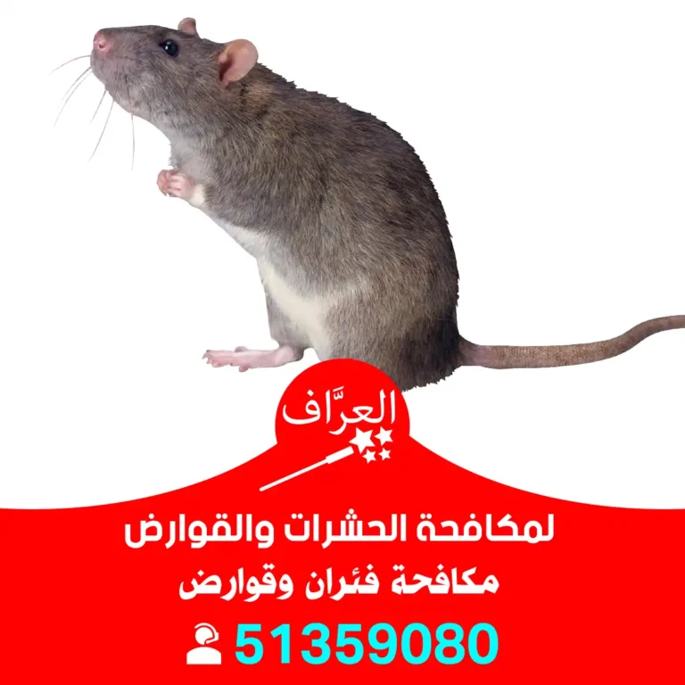 مكافحة فئران الأحمدي