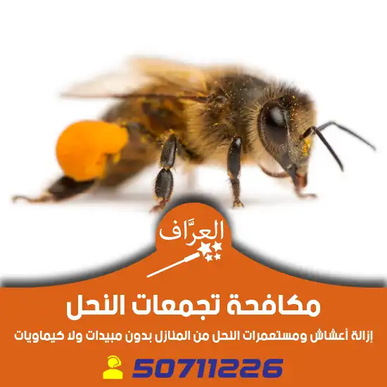 مكافحة-نحل-الكويت