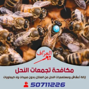 مكافحة-نحل-الكويت