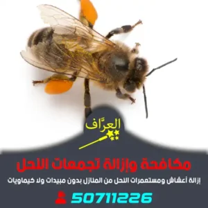 مكافحة-نحل-الكويت
