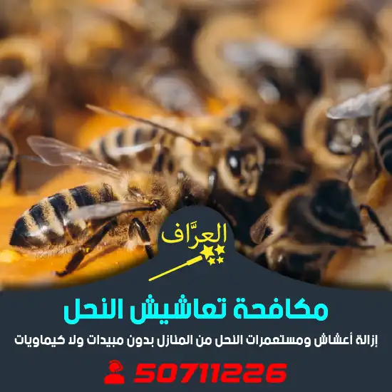مكافحة-نحل-الكويت