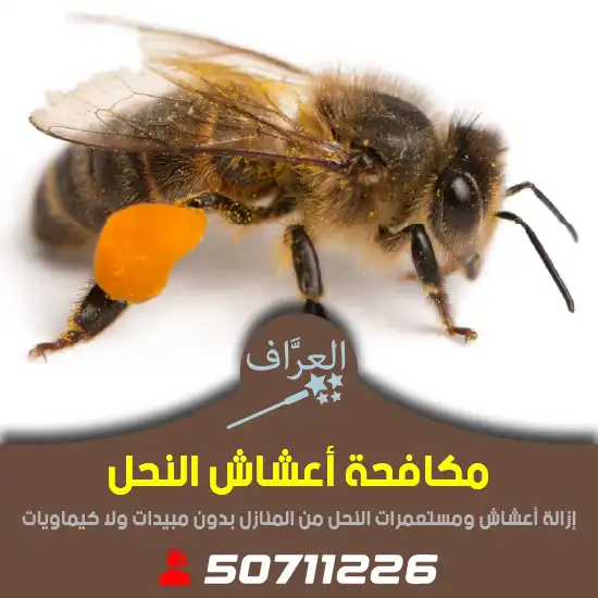 مكافحة-نحل-الكويت