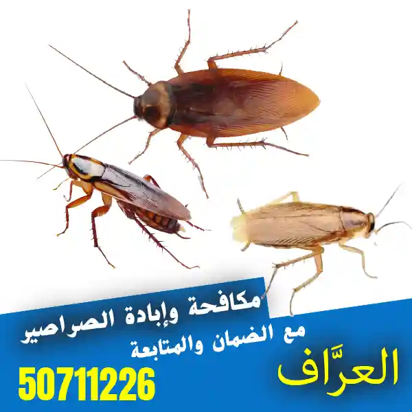صورة تجمع أشهر أنواع الصراصير المنزلية المعروفة في الكويت - مكافحة صراصير في الكويت