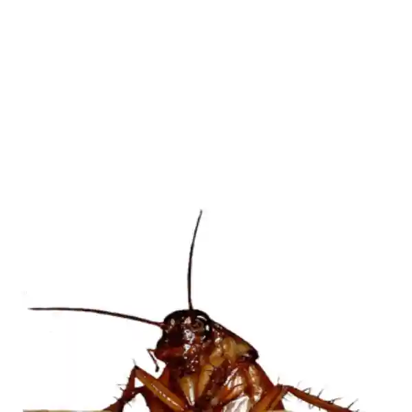 أفضل مكافحة صراصير في الكويت