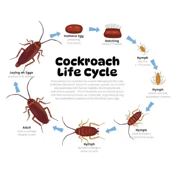 دورة حياة الصرصور من البيضة إلى البلوغ - توضيح لمراحل نمو الصراصير - أفضل مكافحة صراصير في الكويت